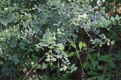 Canthium spinosum