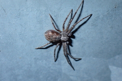 Philodromus aureolus