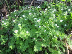 Anemonastrum flaccidum