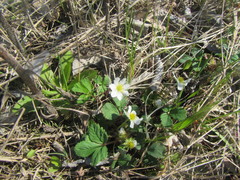 Fragaria orientalis