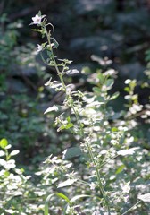 Pavonia columella