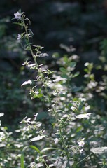 Pavonia columella