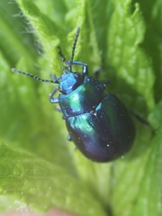 Chrysolina coerulans
