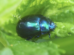 Chrysolina coerulans