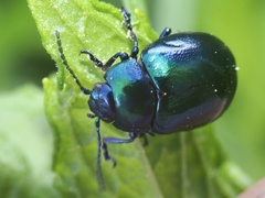 Chrysolina coerulans