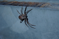 Philodromus aureolus