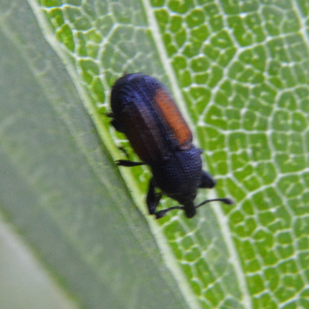 Laemosaccus nephele