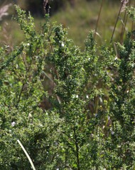 Pavonia columella