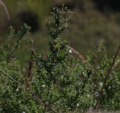 Pavonia columella