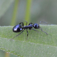 Dolichoderus taschenbergi
