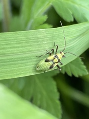 Calocoris alpestris