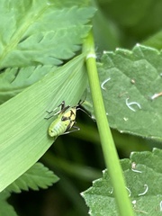 Calocoris alpestris