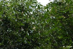 Magnolia × alba