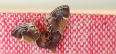 Pyralis farinalis