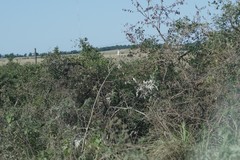 Berkheya bipinnatifida