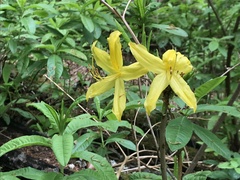 Rhododendron luteum