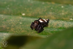 Ptocasius