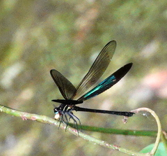 Euphaea splendens