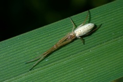 Tetragnatha