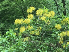 Rhododendron luteum