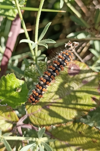 Emperor moth