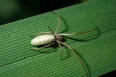 Tetragnatha
