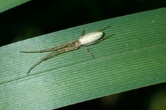 Tetragnatha