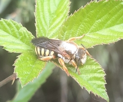Rhodanthidium