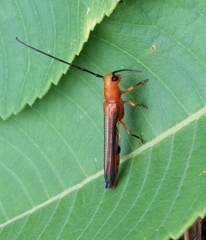 Oberea ferruginea