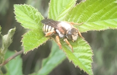 Rhodanthidium
