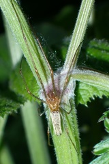 Tetragnatha