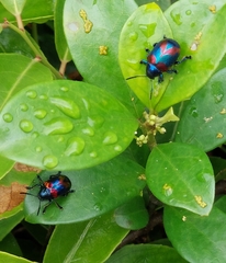 Platycorynus undatus