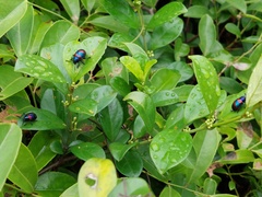 Platycorynus undatus