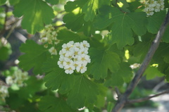 Spiraea trilobata