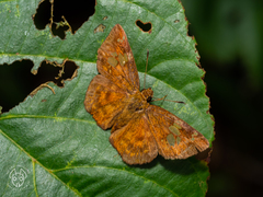 Pseudocoladenia