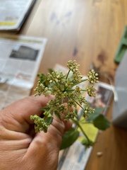 Levisticum officinale