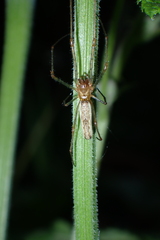 Tetragnatha