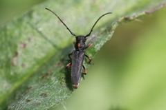 Phytoecia pustulata