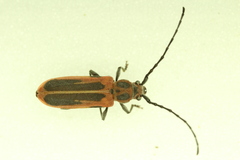 Holopleura marginata