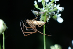 Tetragnatha