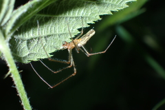 Tetragnatha