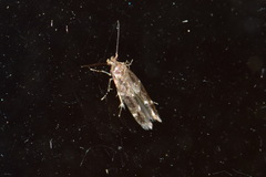 Mompha sturnipennella