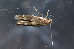 Mompha sturnipennella