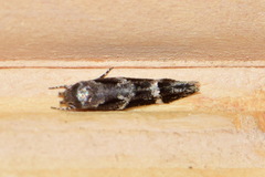 Mompha sturnipennella