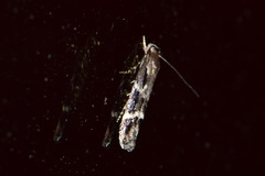 Mompha sturnipennella