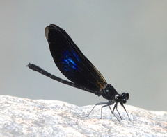 Euphaea splendens