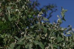 Buddleja dysophylla