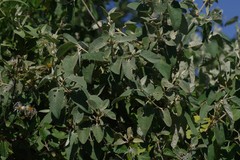 Buddleja dysophylla