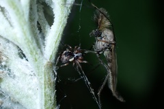 Dictyna
