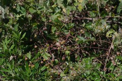 Helinus integrifolius